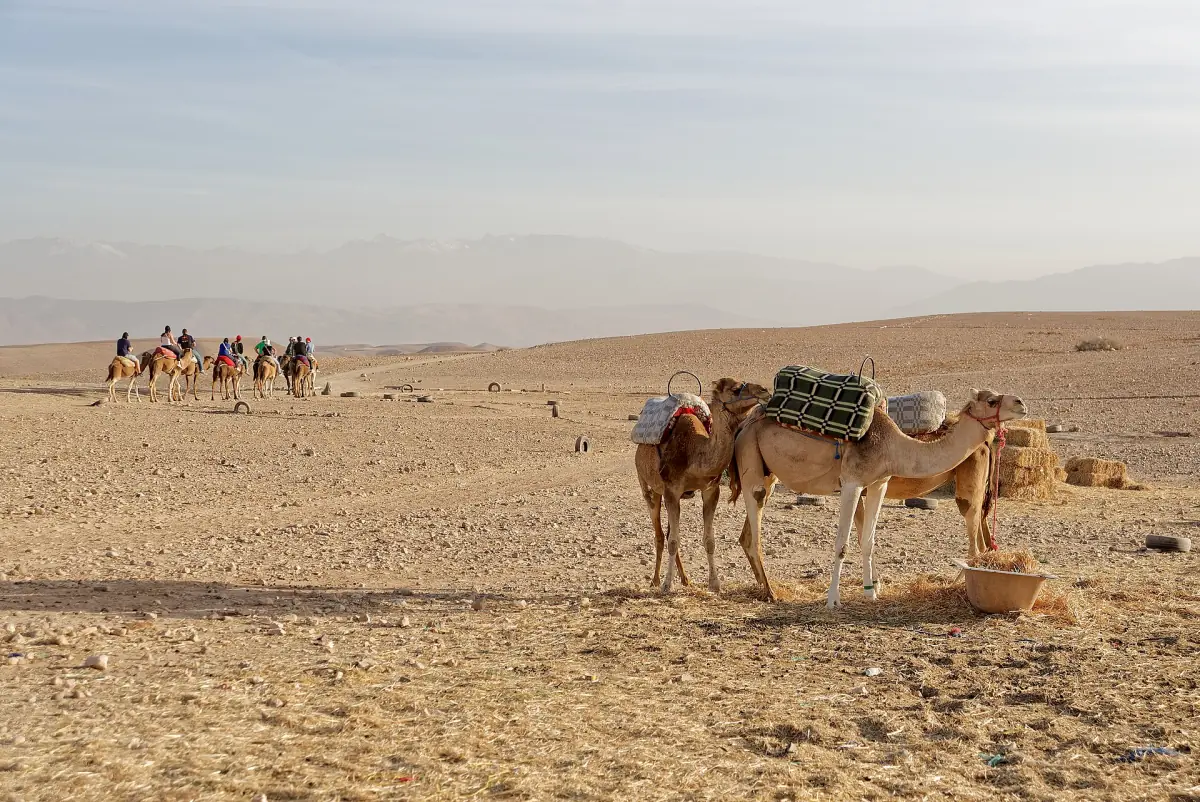 Dromedaries in the Agafay Desert